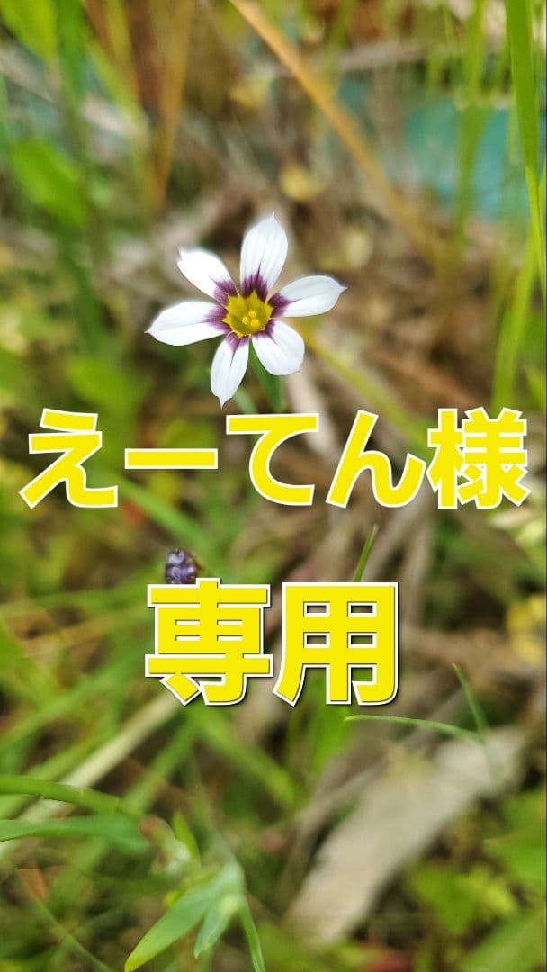 LEDSTAR　model:X60 (AQ-X60)　水槽ライト　4ヶ月間使用