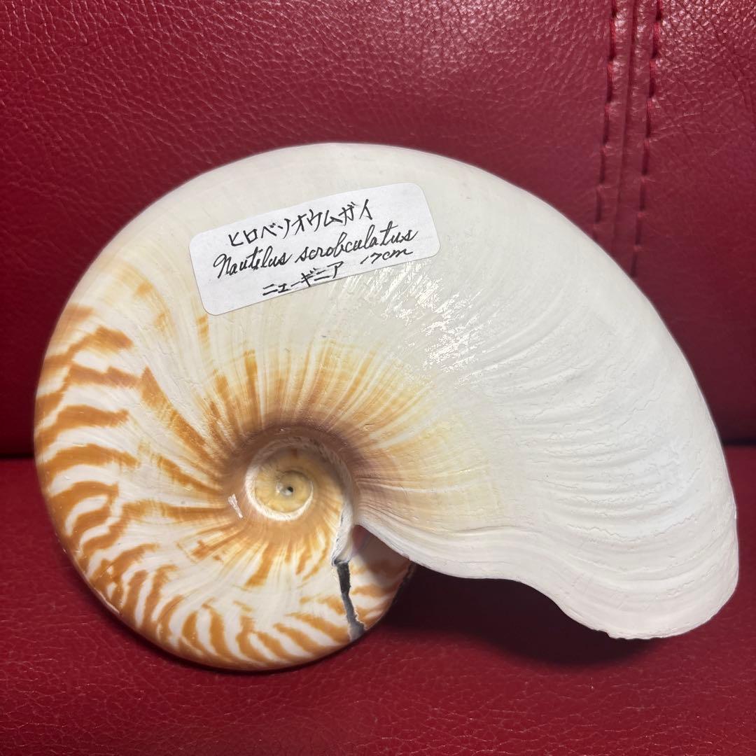 (貴重)ニューギニア産ヒロベソオウムガイ　１７cm