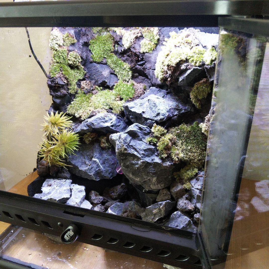 【受注生産】イモリウム　アクアテラリウム グラステラリウム