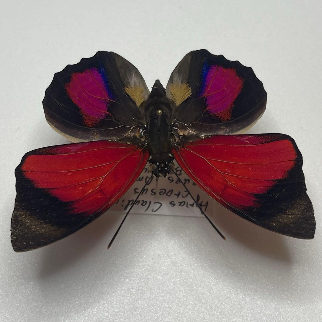 Agrias claudina Croesus ミイロタテハ