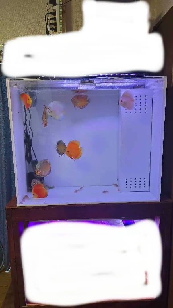 ジークフリート【直接引取】アクリル水槽 900×450×750h