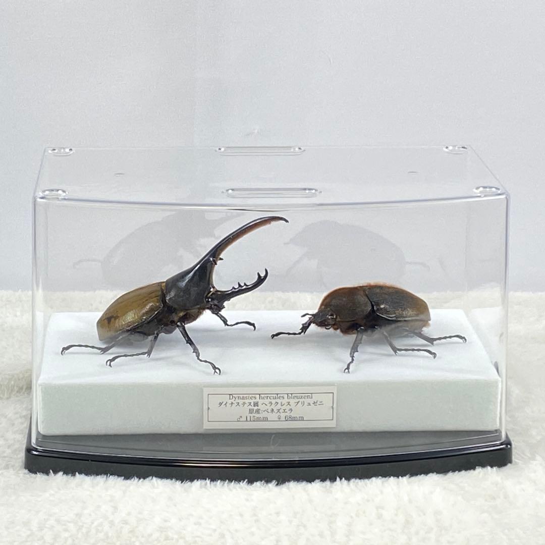 【ペア】ヘラクレスオオカブト（ブリュゼニ）のオブジェ（標本）