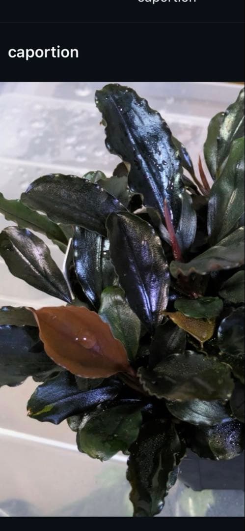 タロウガーデン 