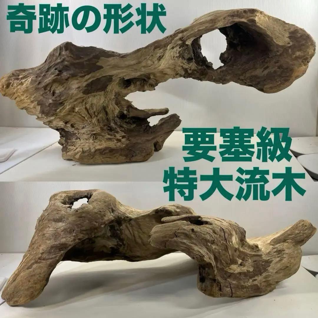 m61特大流木 アク抜き済み 爬虫類シェルター レイアウト用 登り木 インテリア