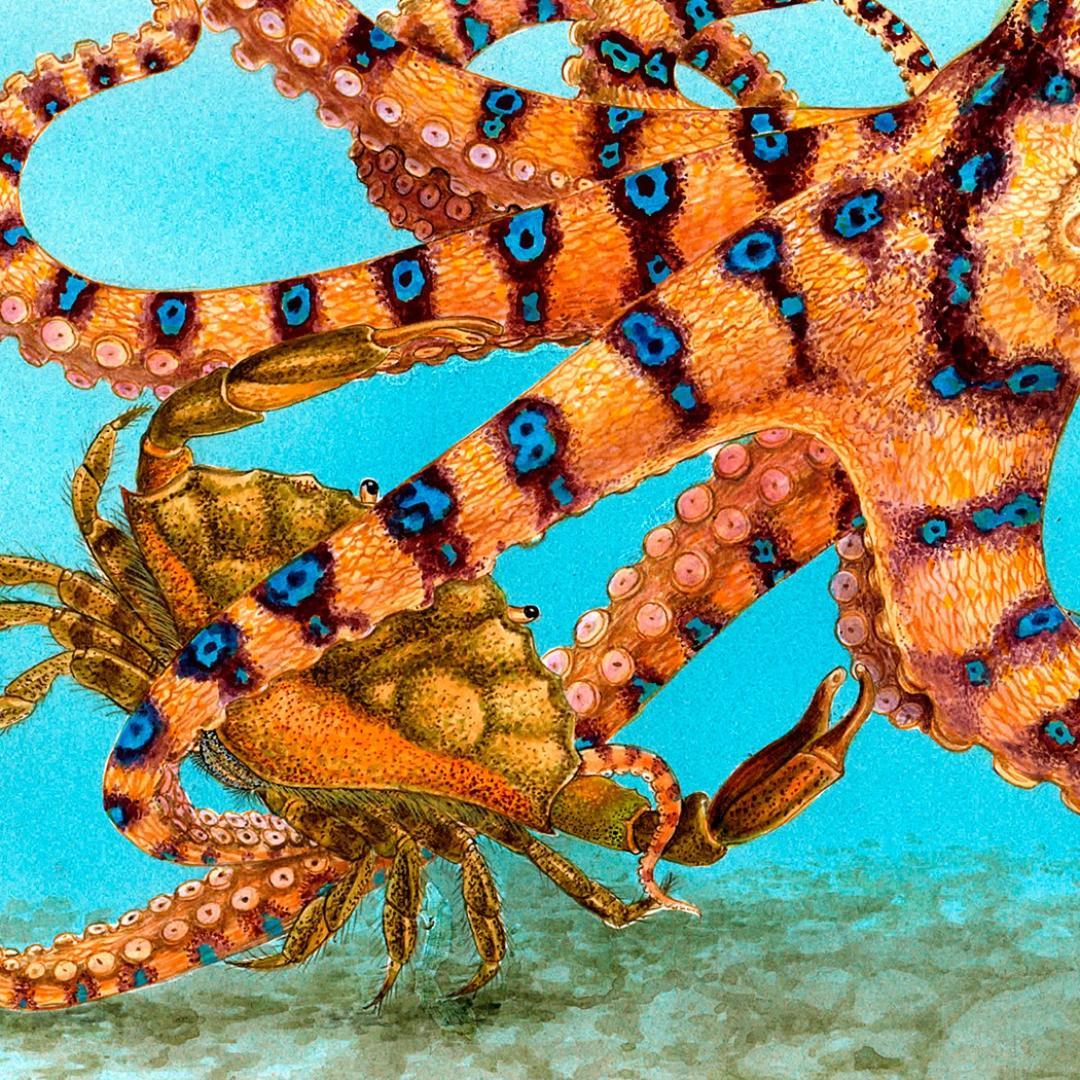 【絵画】ネイチャーアート「オウギガイを襲うヒョウモンダコ」原画