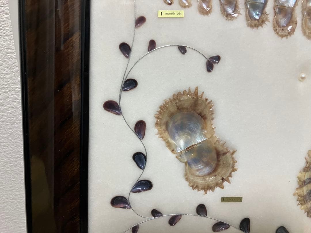 養殖真珠 標本 アートフレーム　成長順　額入り コレクション　パール7粒入り