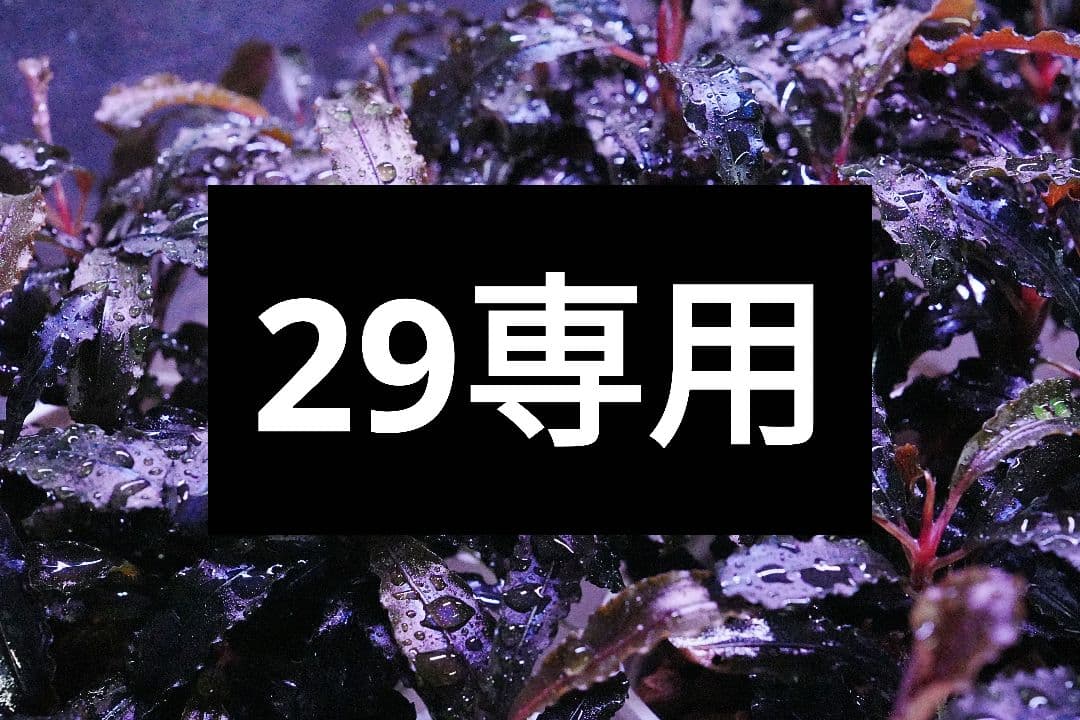 29専用