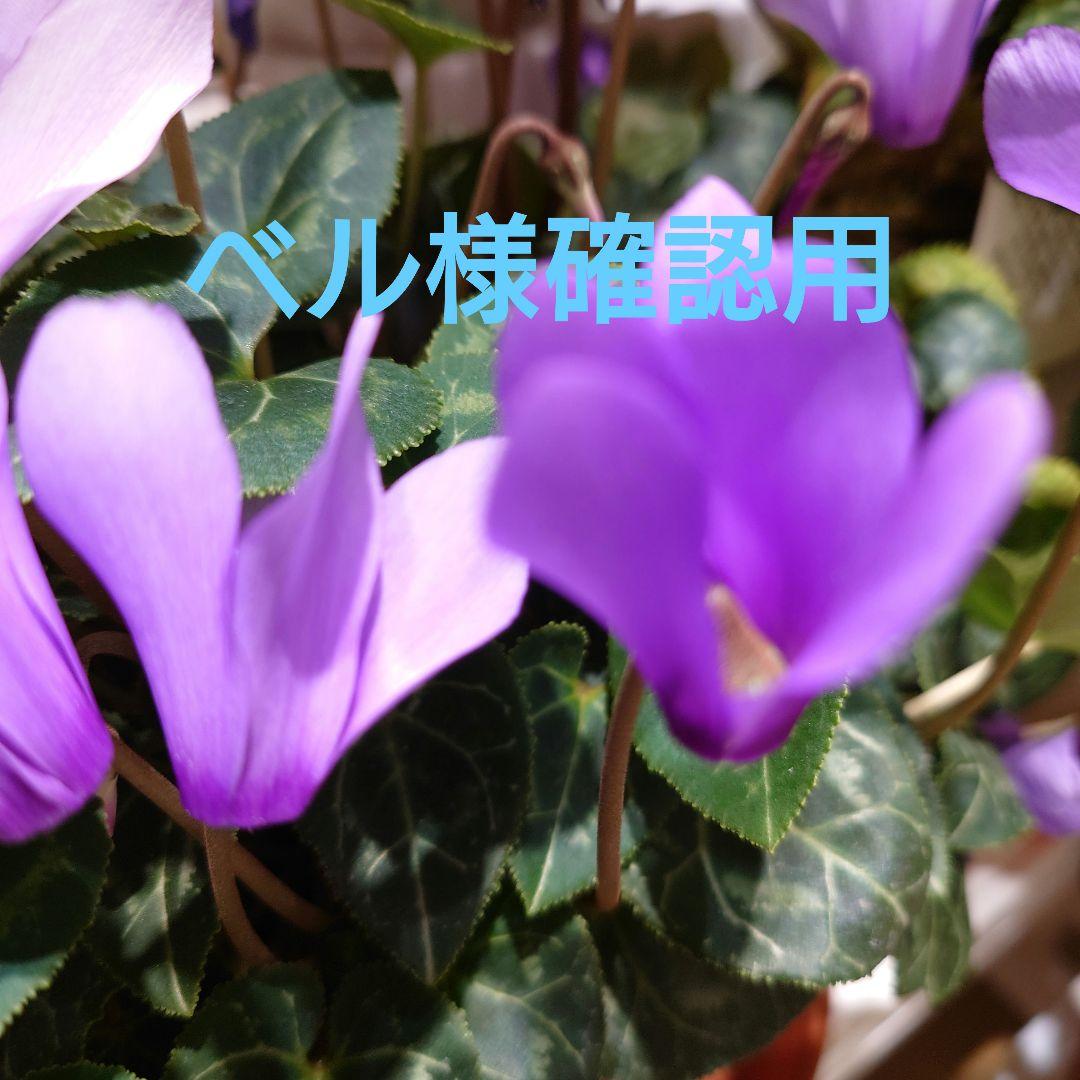 高品質　桜瑪瑙　セット　スフィア　ポイント