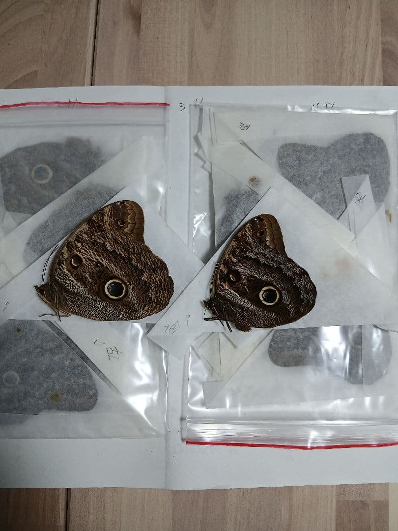 海外産標本｜コロンビア産 フクロウチョウ（猫頭鷹蝶）昆虫標本