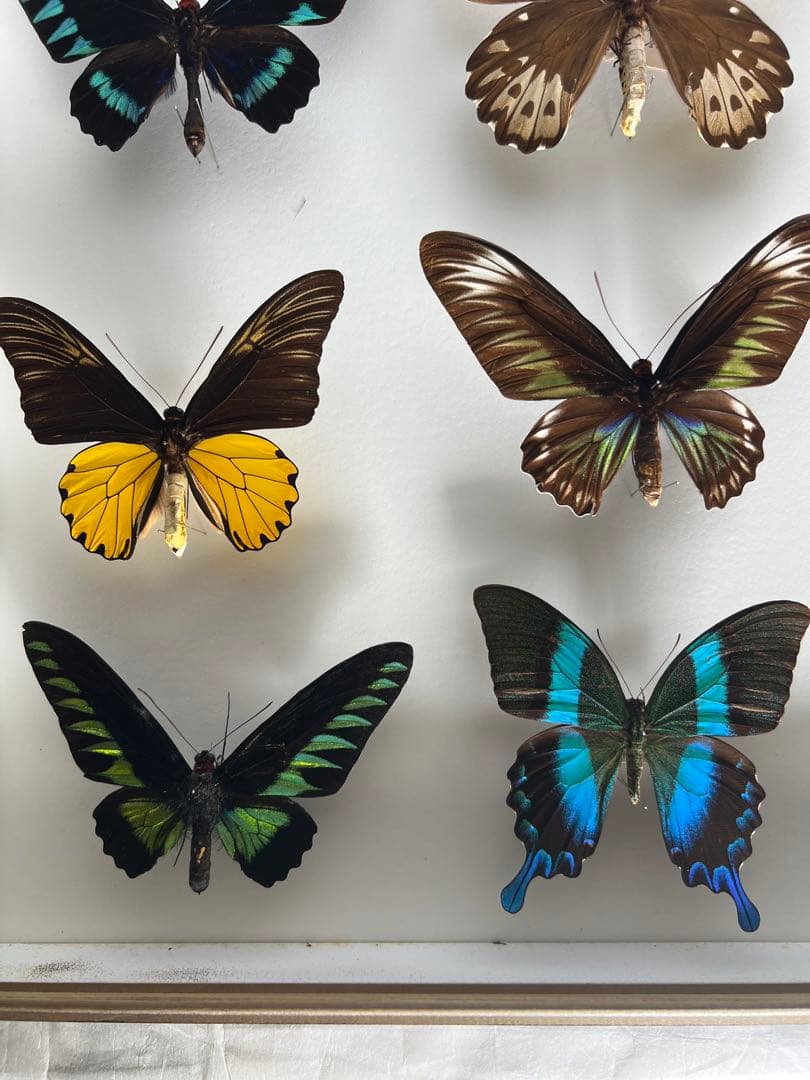 蝶標本木箱現状品のみ写真がご確認してくださいドイツケース約50x50x6cm