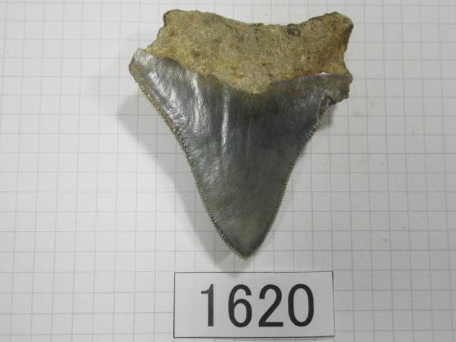 化石 サメの歯　メガロドン　インドネシア　6.5cm　No.1620