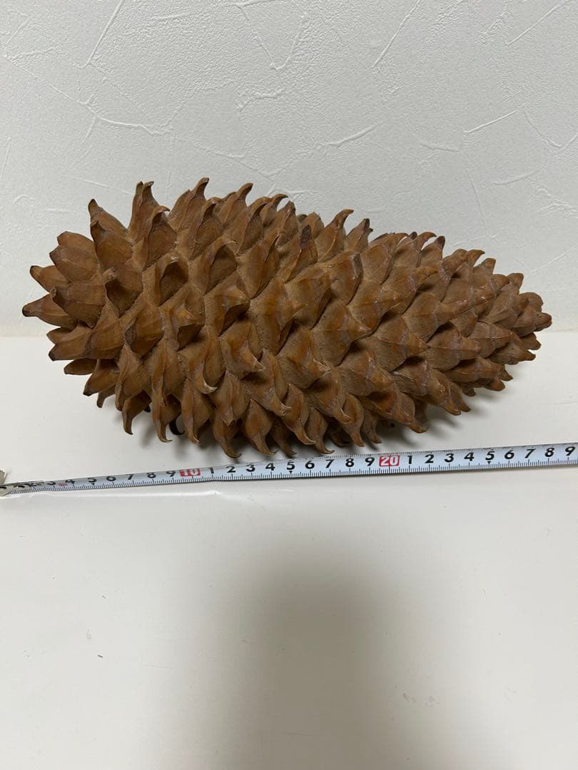 ニュージーランド産　松ぼっくり 約25cm