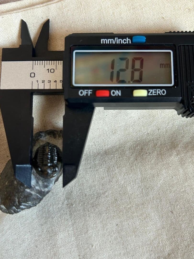 三葉虫モロッコ産⑦ゲラストスGerastos？化石デボン紀