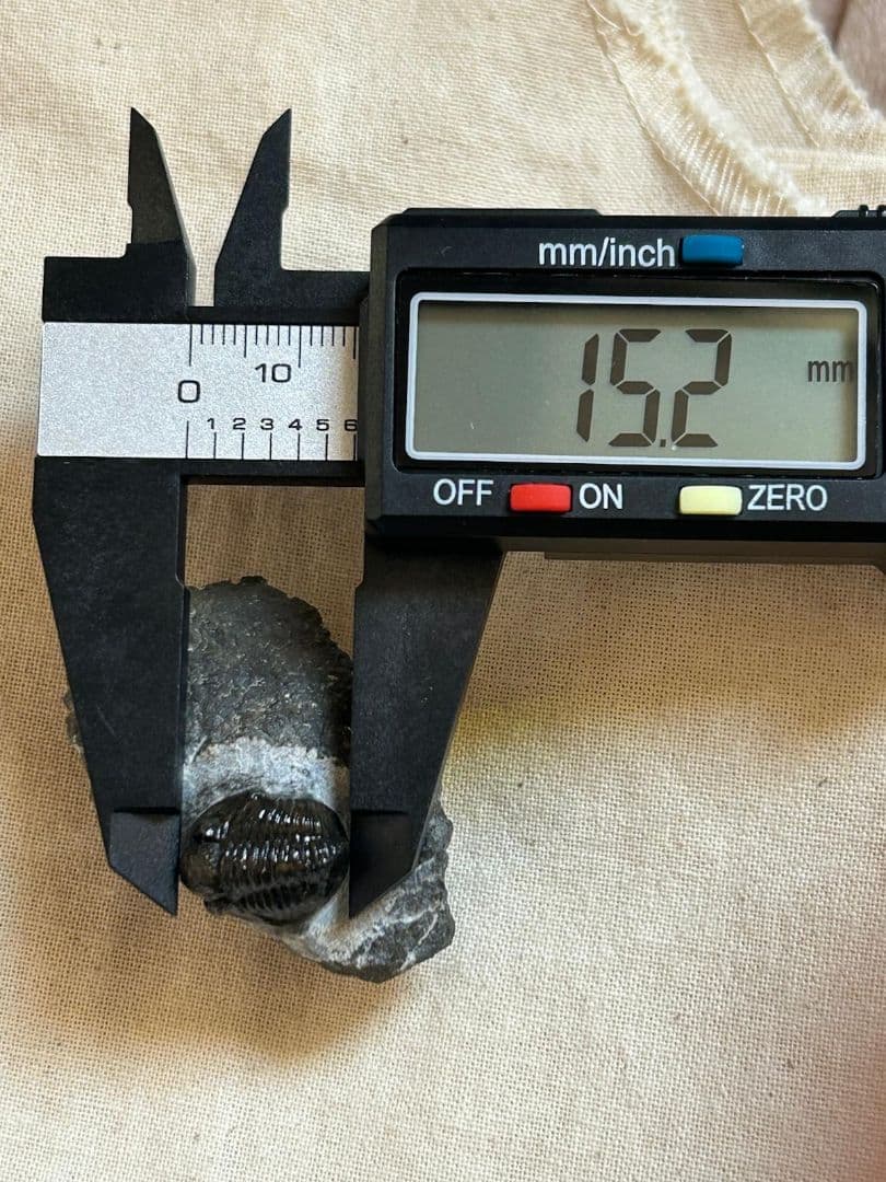 三葉虫モロッコ産⑦ゲラストスGerastos？化石デボン紀