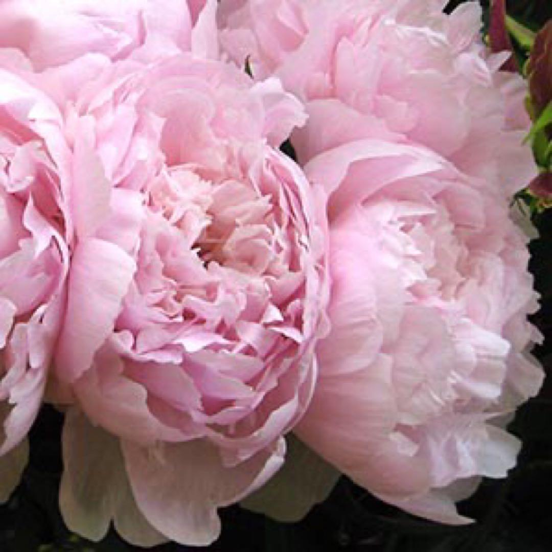 ファンデーション noriheychan