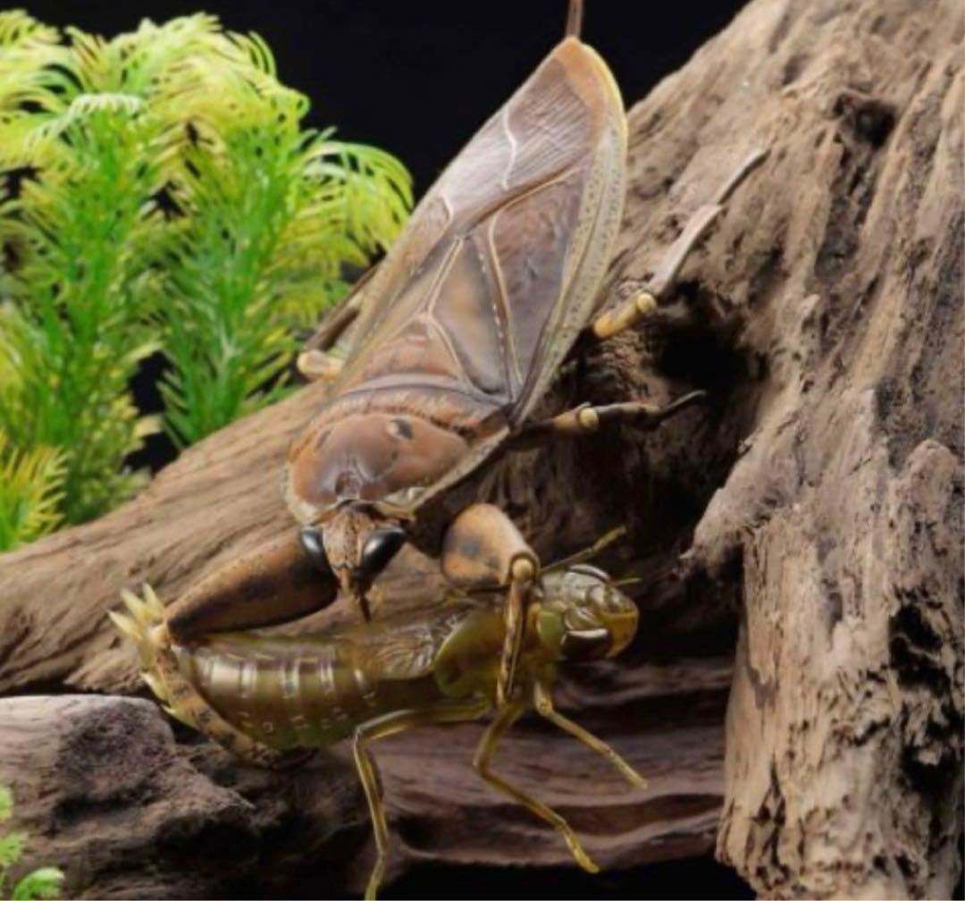 海洋堂 リボジオ　タガメ 未開封