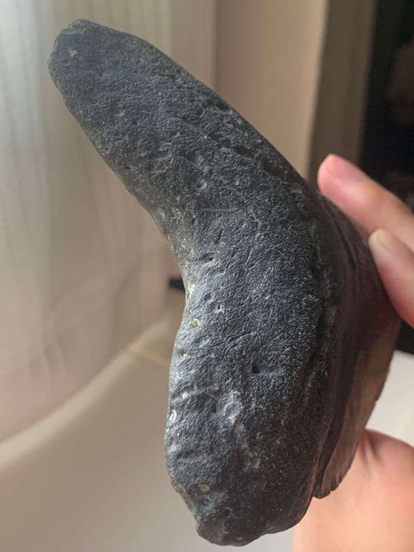 最大級　メガロドン　化石　サメの歯　423g　隕石　恐竜　爪　牙　三葉虫　骨