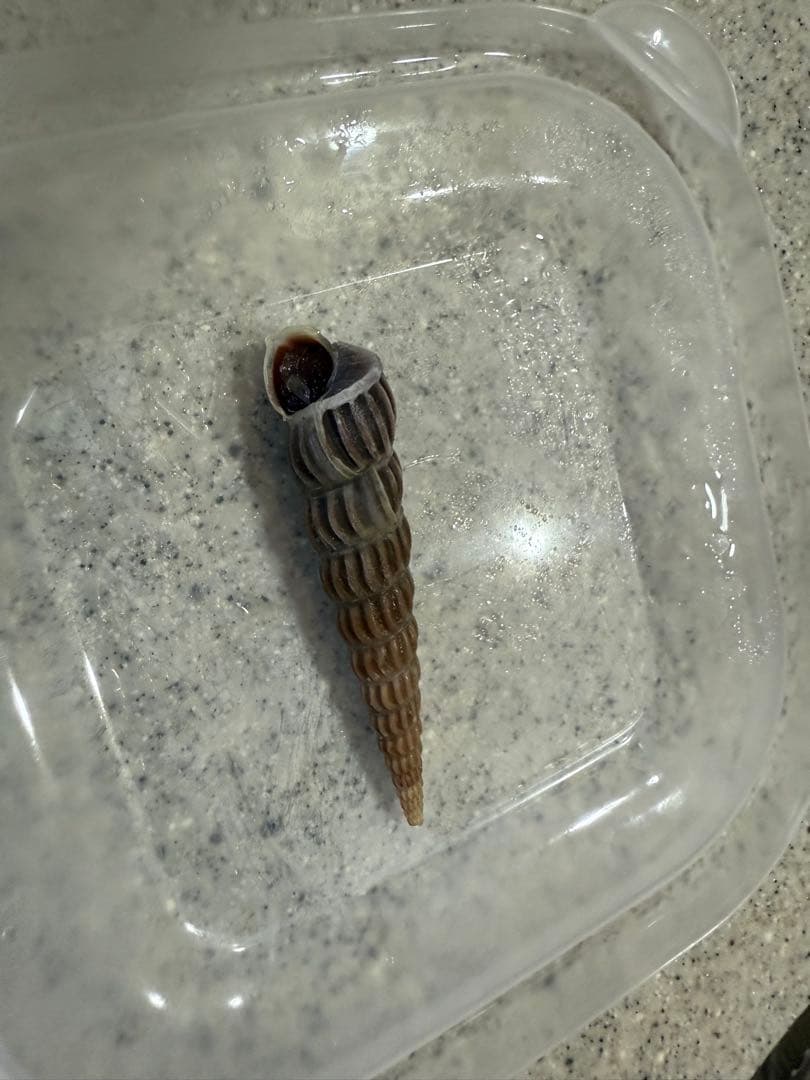 鬼*管様 貝　まとめ売り