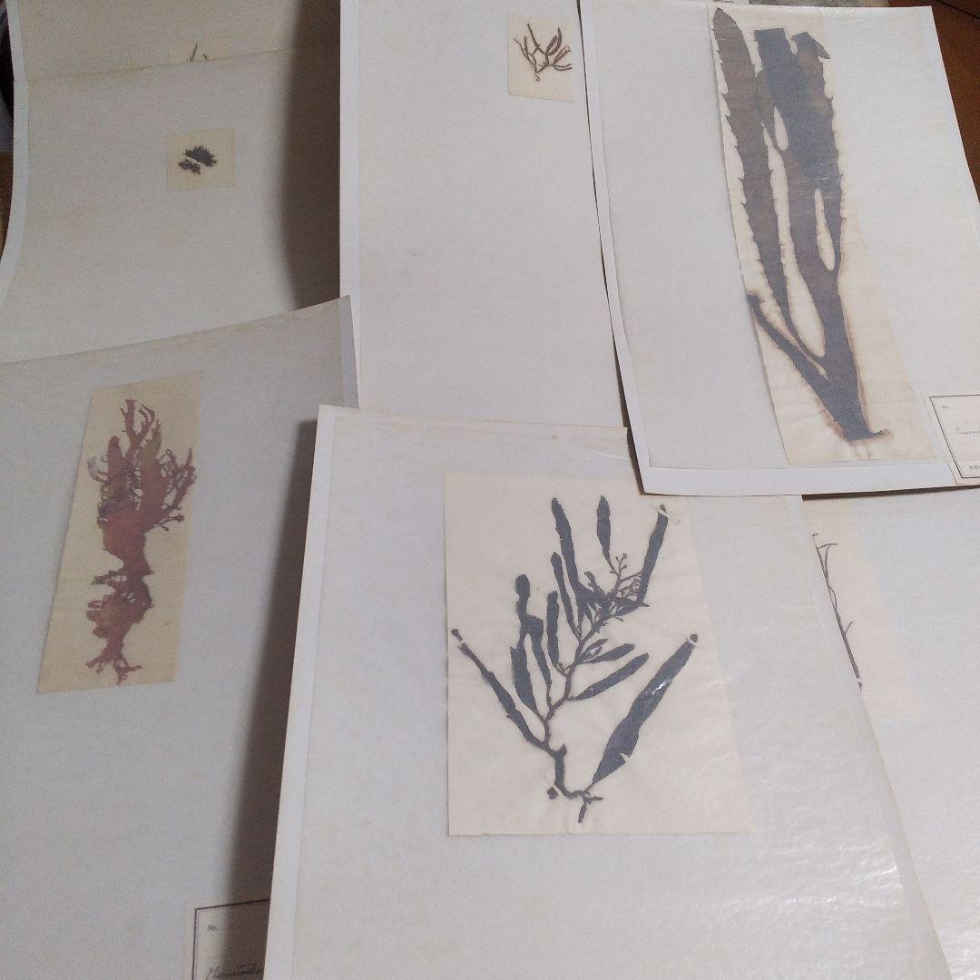 珍品　薬用植物標本 　海藻植物標本　コレクション　アンティーク