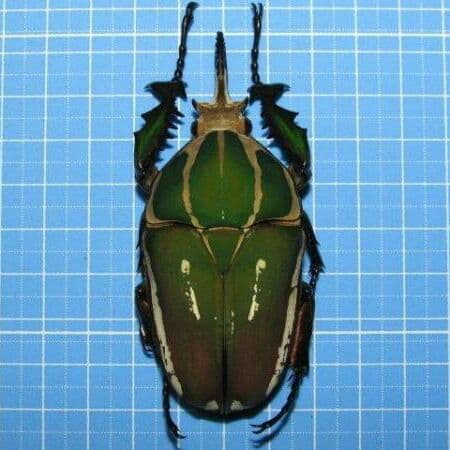 コンゴDR南部産 ポギーオオツノカナブン 褐色 81mm