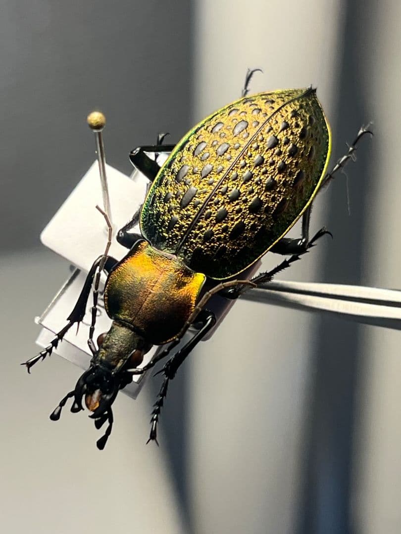 【38mm】エリスカブリモドキ オサムシ標本 オサムシ マイマインミョウ