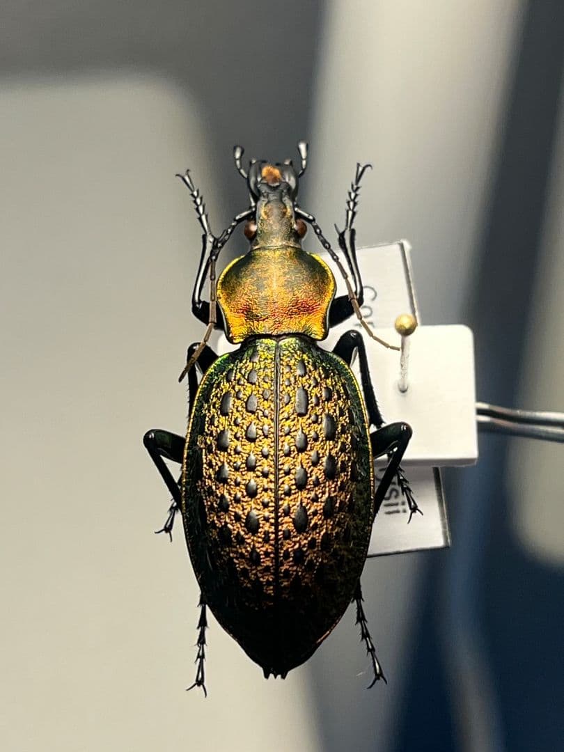 【38mm】エリスカブリモドキ オサムシ標本 オサムシ マイマインミョウ