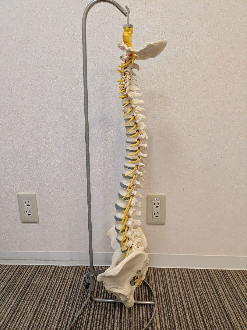 SOMSO(ソムソ)社製　脊柱模型 ドイツ製