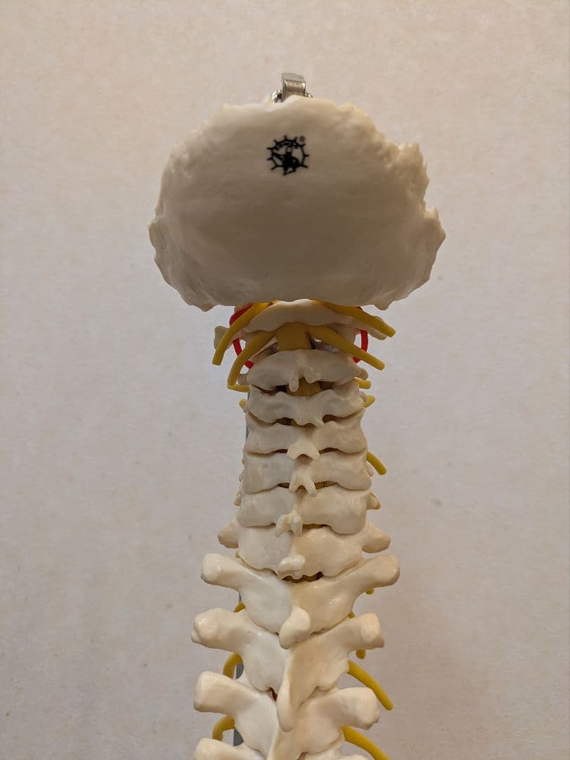 SOMSO(ソムソ)社製　脊柱模型 ドイツ製
