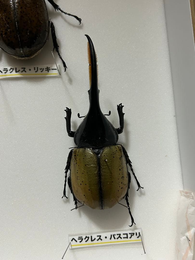 ヘラクレスオオカブト標本(亜種5種) シーラケース付き