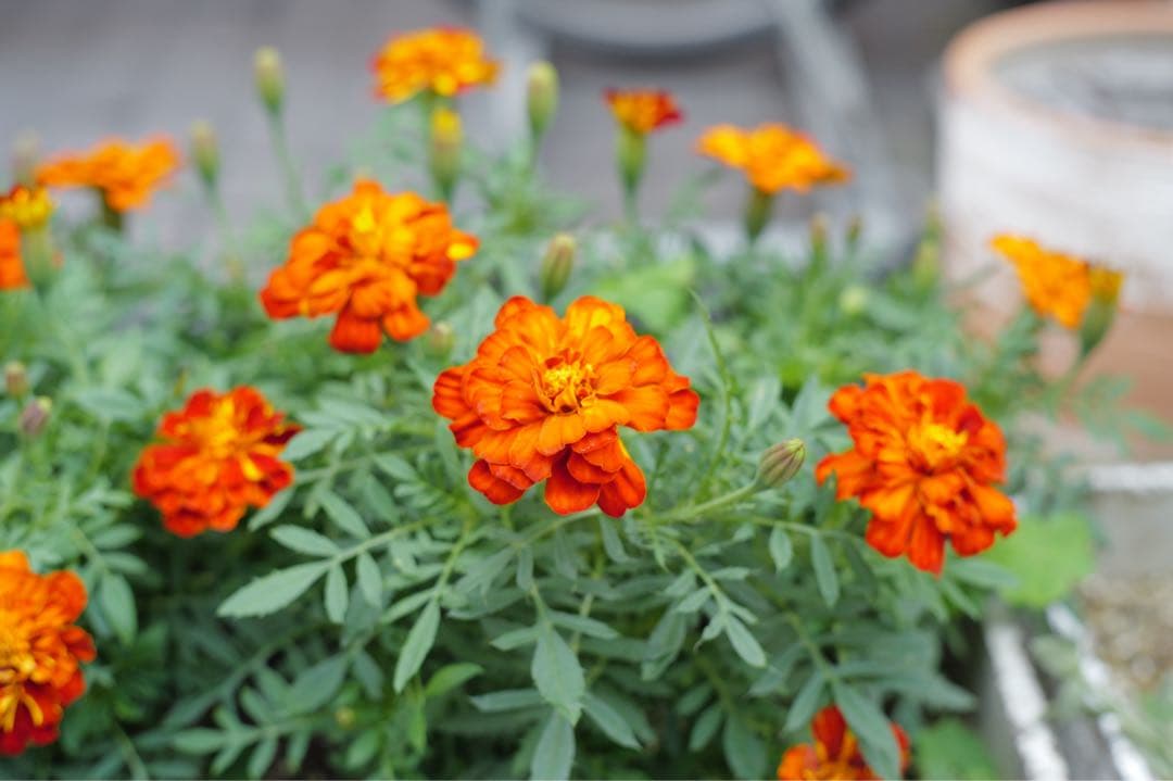 銘玉極上美品Steinheil München Quinon 55mm f1.9