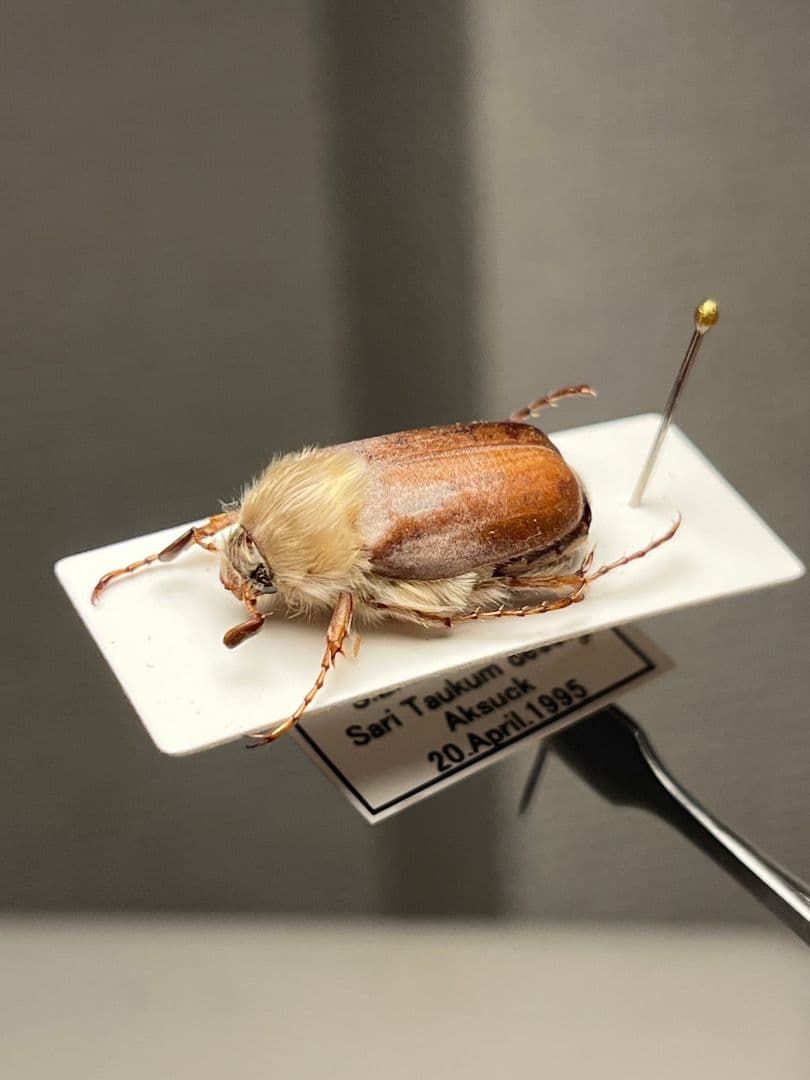 【19mm】ゴリラコガネ ライオンコガネ ウグイスコガネ標本 プラチナコガネ