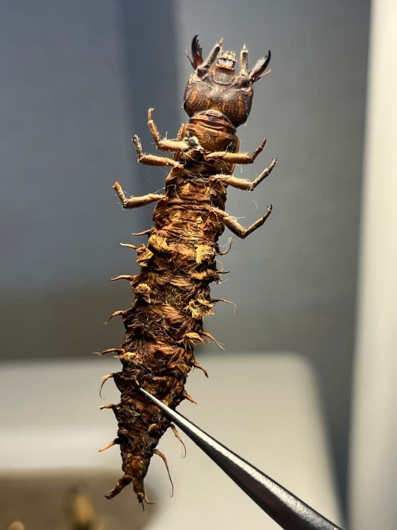 【希少産地】オオアゴヘビトンボ 奇蟲 タランチュラ ムカデ 標本 昆虫標本蜻蛉