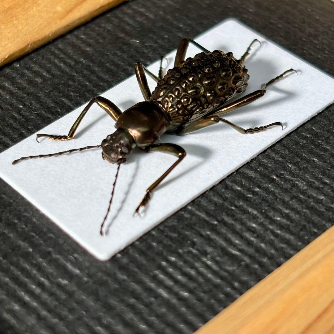 ボツボツとした突起を持つゴミダマ【標本】