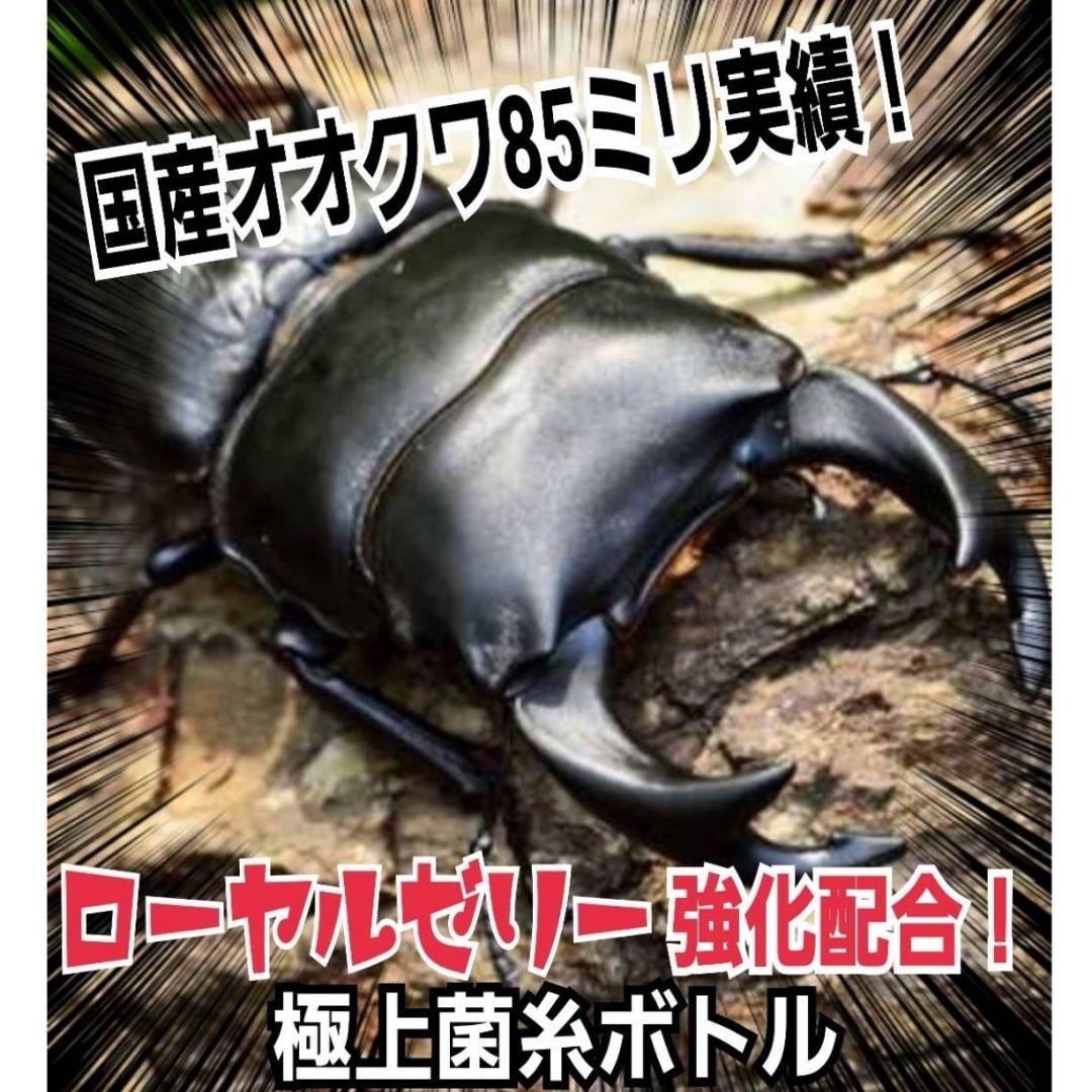 極上！ヒマラヤひらたけ菌糸瓶　特大1500mlボトル【8本】トレハロース強化配合