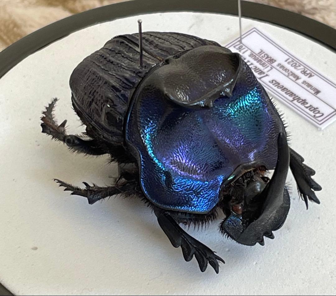 標本　ランシフェールニジダイコクコガネ　44㎜