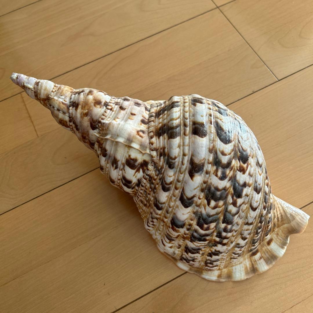 法螺貝　ホラ貝　沖縄県産　天然　貝殻 約30cm