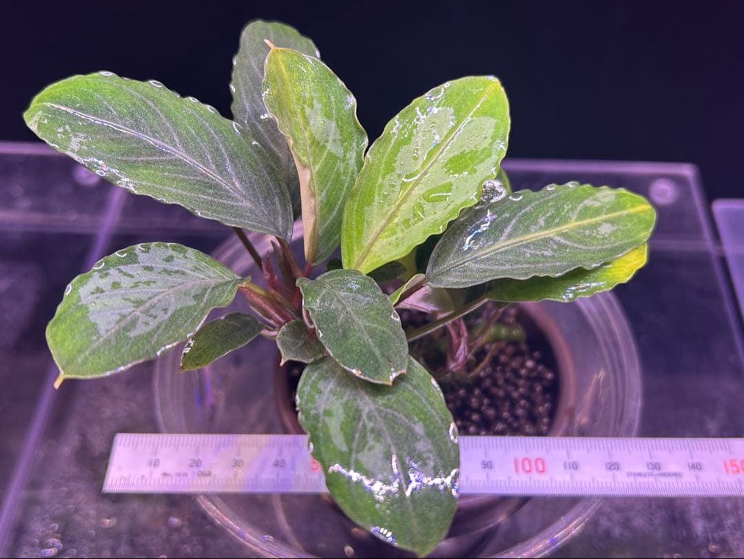 【TB便】Bucephalandra sp.Pearl gray 群生水上育成株