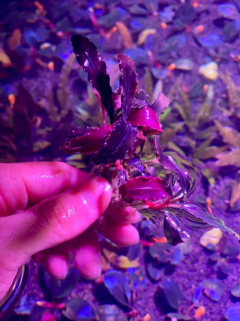 ブセファランドラsp.ゴースト\"Ghost 2011” 大株（4-5株付き）希少