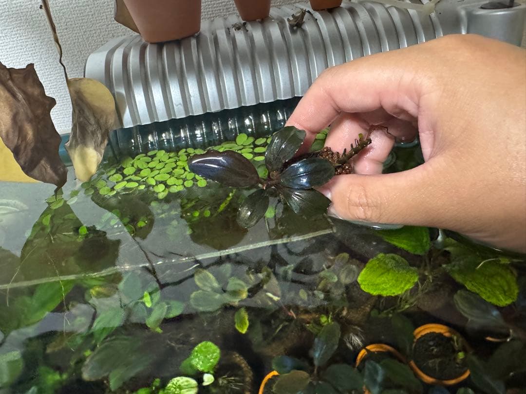 ブセファランドラ sp. ファンタスティックパープル　完全水中葉　子株あり