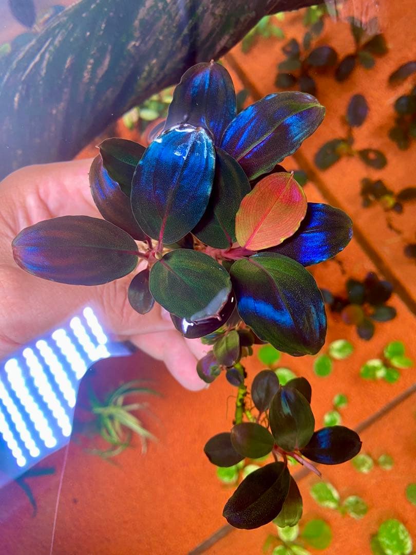 Bucephalandra sp. Moonlight 大群生株