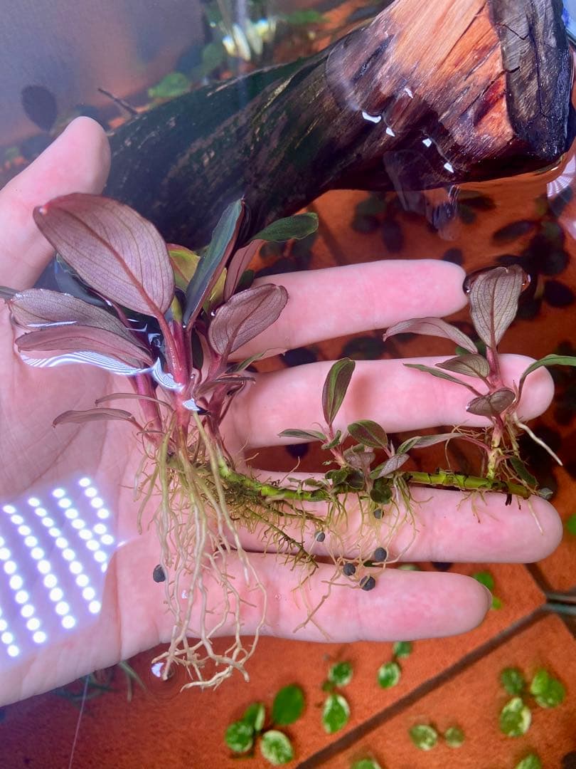 Bucephalandra sp. Moonlight 大群生株