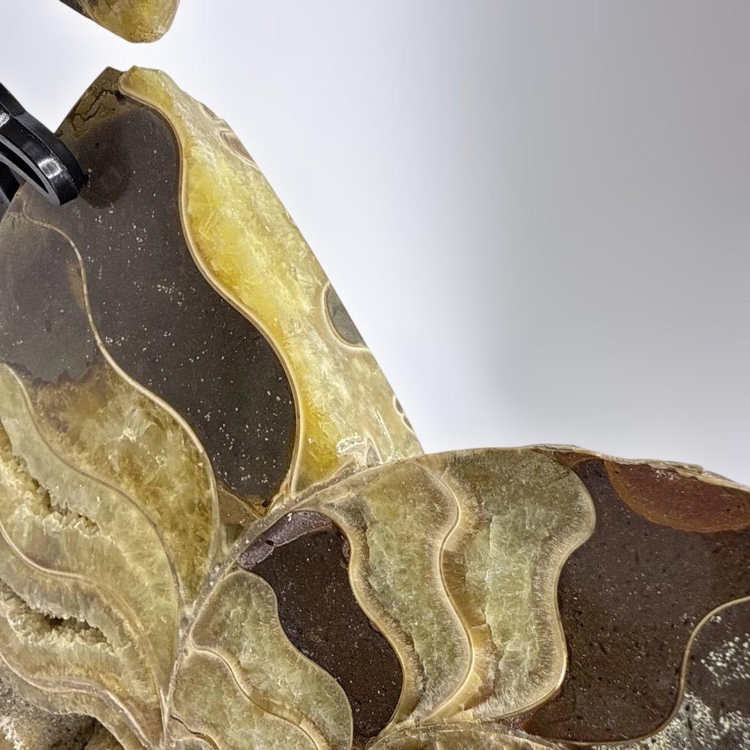 アモナイト化石 ペア　スタンド付き