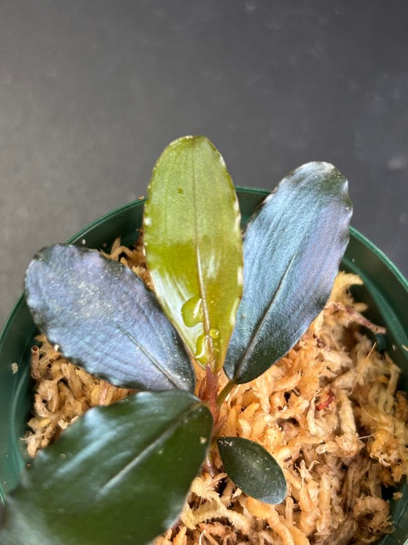 ブセファランドラ sp. \"AW No.1\" ※タグ付き