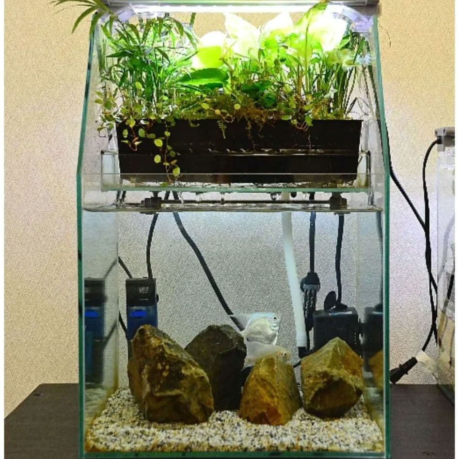 水草水槽　アクアテラリウム　水槽セット