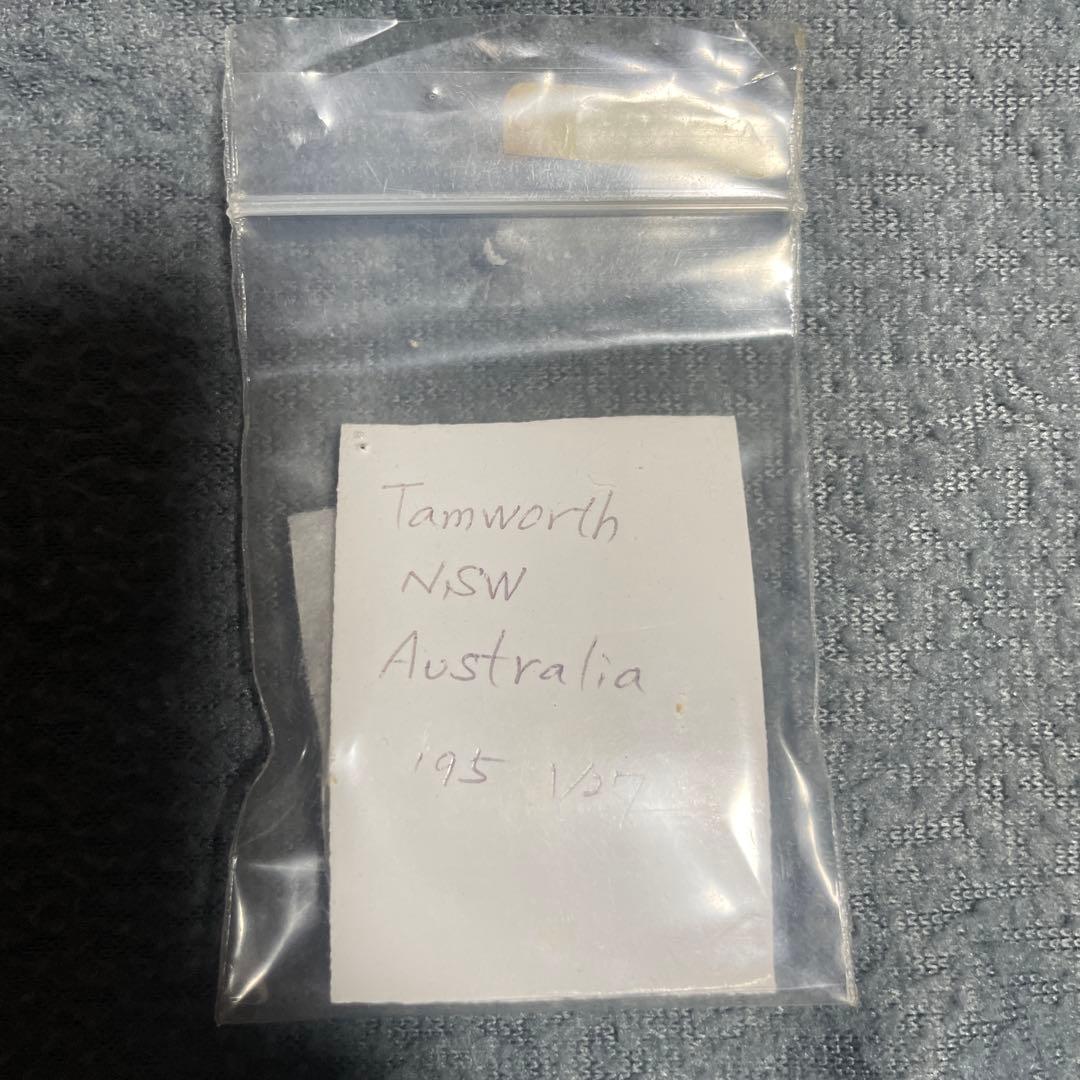 クリスマスビートル 標本