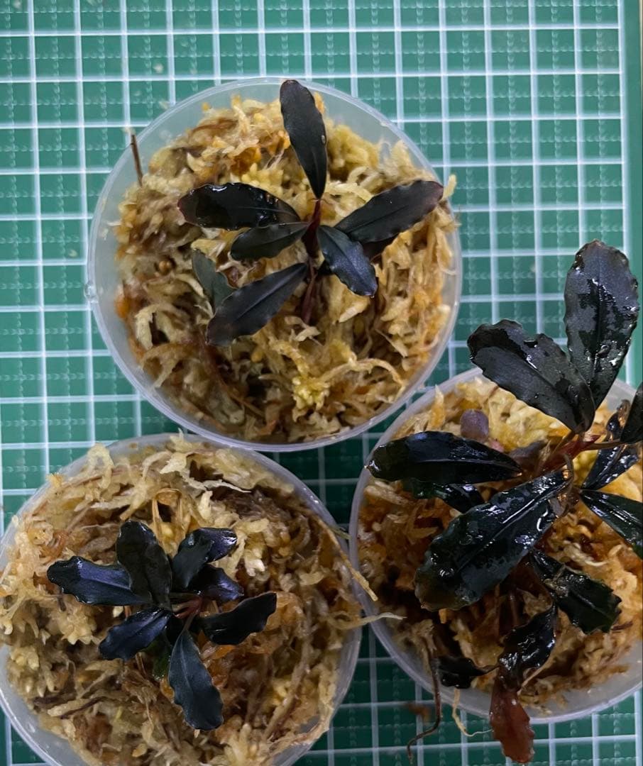 Bucephalandra sp.Ghost kalimantan②