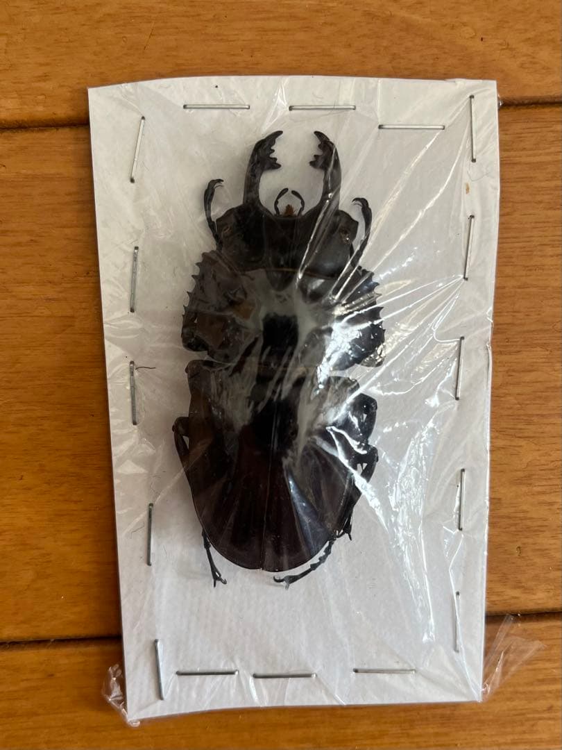 【未規制個体】ヤエヤママルバネクワガタ 大歯型 標本