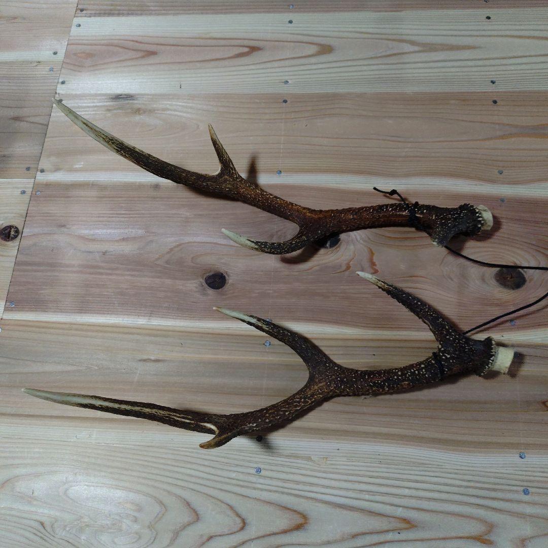 自然な形状の角 約50㌢cm