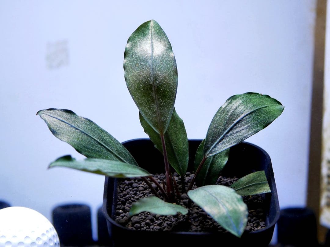 《激美＆レア》ブセファランドラ『Pearl Gray』【完全水中葉＆無農薬栽培】