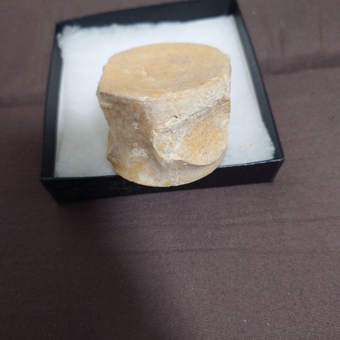 プレシオサウルスの椎骨の化石